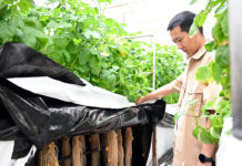 เบื้องหลังกระแส “เก็บมันฝรั่ง”: มันฝรั่งขนาดเล็กช่วยหนุนอุตสาหกรรมขนาดใหญ่