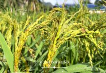 ชาวนาเมืองตรังปลูกข้าวแปรรูป “ตำข้าวเม่ามือ”ขายกก.ละ250 บาท