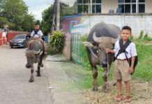 คู่ซี้สี่ขา! “ไอ้คล้าว” ตัวน้อยกับควาย “กาละแม”น่ารักเกินบรรยาย