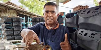 “ปูทองหลาง”สัตว์เศรษฐกิจตัวใหม่ ตอบโจทย์ตลาด สร้างรายได้มั่นคง