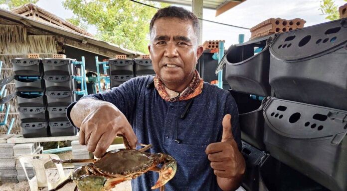 “ปูทองหลาง”สัตว์เศรษฐกิจตัวใหม่ ตอบโจทย์ตลาด สร้างรายได้มั่นคง