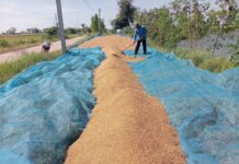 ข้าวเปลือกกก.ละ6บาทถูกกว่าบะหมี่ ชาวนากาฬสินธุ์สิ้นหวัง ติดหนี้พุ่ง