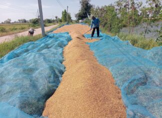 ข้าวเปลือกกก.ละ6บาทถูกกว่าบะหมี่ ชาวนากาฬสินธุ์สิ้นหวัง ติดหนี้พุ่ง