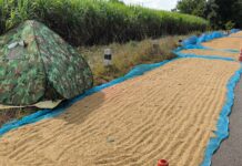 ชาวนาขอนแก่น-โคราช นอนเฝ้าข้าวเปลือกหวั่นโจรขโมยยามค่ำคืน