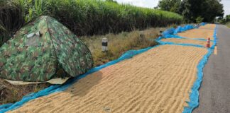 ชาวนาขอนแก่น-โคราช นอนเฝ้าข้าวเปลือกหวั่นโจรขโมยยามค่ำคืน