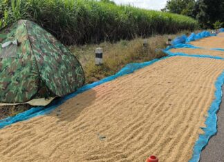 ชาวนาขอนแก่น-โคราช นอนเฝ้าข้าวเปลือกหวั่นโจรขโมยยามค่ำคืน