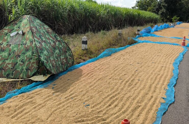 ชาวนาขอนแก่น-โคราช นอนเฝ้าข้าวเปลือกหวั่นโจรขโมยยามค่ำคืน