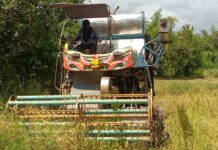 ชาวนากบินทร์บุรีเร่งเกี่ยวข้าวหนีช้างป่าหนีแล้งลงเขาทำรายพืชผล