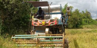 ชาวนากบินทร์บุรีเร่งเกี่ยวข้าวหนีช้างป่าหนีแล้งลงเขาทำรายพืชผล