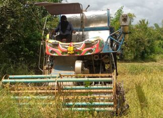 ชาวนากบินทร์บุรีเร่งเกี่ยวข้าวหนีช้างป่าหนีแล้งลงเขาทำรายพืชผล