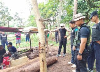 ขุนหาญจับกุมชาวบ้านลักลอบแปรรูปไม้พะยูง ไม้หวงห้ามราคาสูง