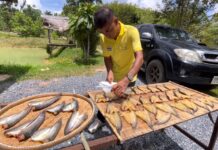 เลี้ยงเอง แปรรูปเอง “ปลาดุกแดดเดียว”บ้านไสใหญ่วังวิเศษ ออเดอร์ล้น